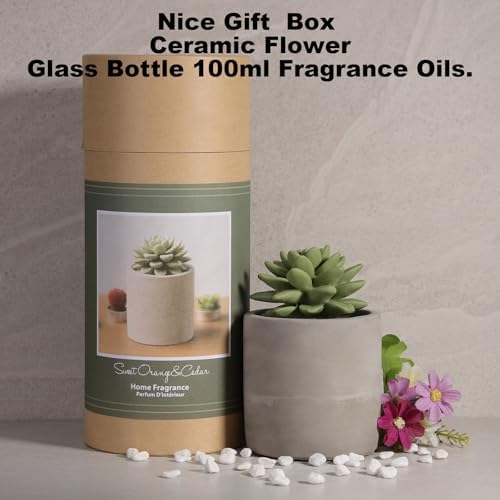 Pretty Valley Home Succulent Diffuser Vase Set Sweet Orange Cedar 100ml