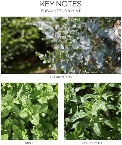 Culture Nature Pure Grade Essential Oil Diffuser with Eucalyptus and Mint